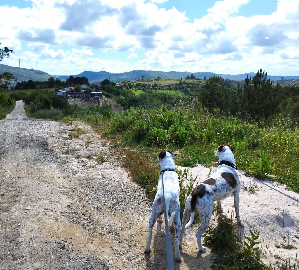 Koiralenkillä maalaismaisemissa Portugalissa | Road trip Portugalissa: Rannikkomaisemia, Tomar ja Coimbra | Elämää Nomadina
