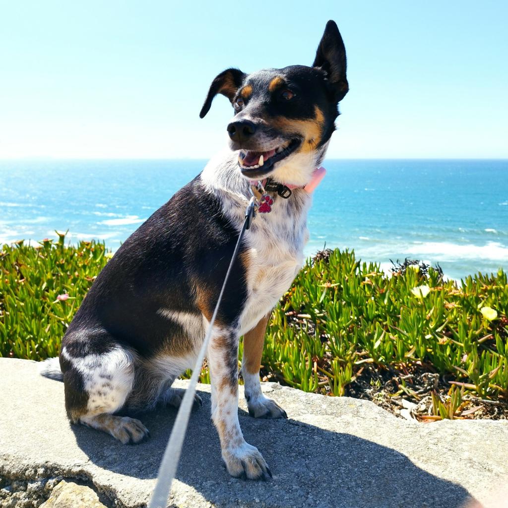 Elämää Nomadina - Vuosikooste 2023 – seikkailuja Euroopassa ja Itä-Afrikassa Bella-koira Foz do Arelhossa | Road trip Portugalissa: Rannikkomaisemia, Tomar ja Coimbra | Elämää Nomadina