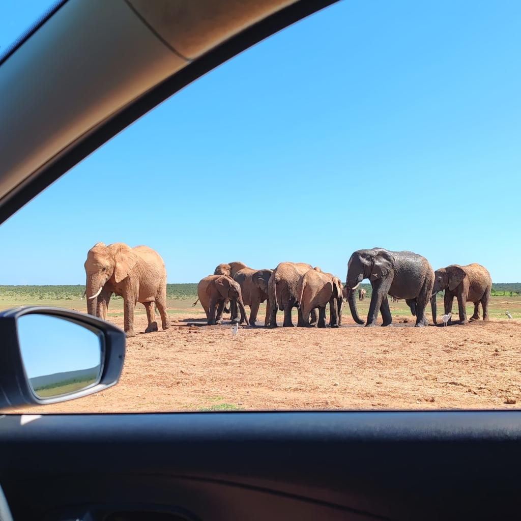 Norsusafarilla Addossa | Addon kansallispuisto | Etelä-Afrikka | Elämää Nomadina blogi