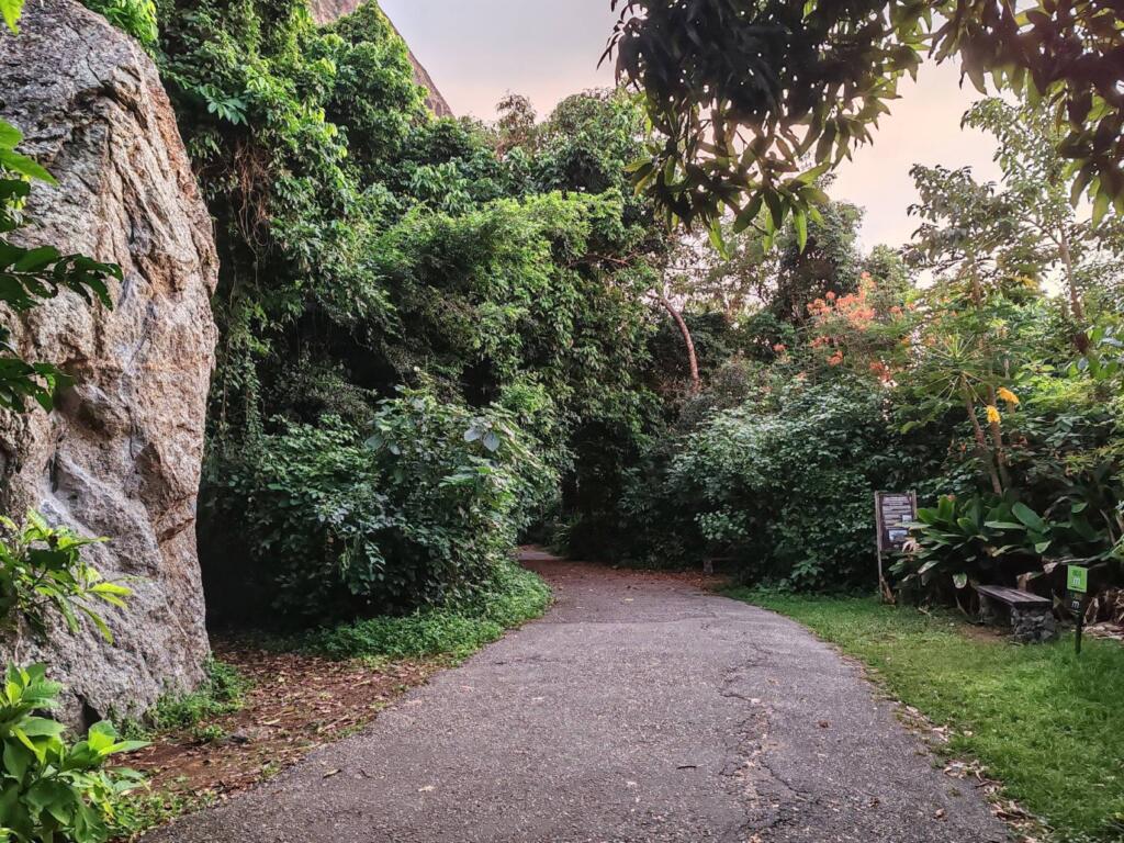 Aamupatikka Sokeritoppavuorella, Rio de Janeiro, Brasilia | Itacarén rannoilta Rio de Janeiroon ja São Pauloon | Elämää Nomadina