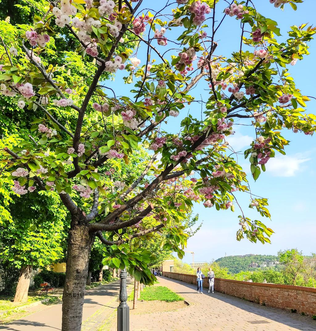 Kirsikankukkia Budan kukkuloilla | Koiravahteina hurmaavassa Budapestissa | Elämää Nomadina blogi