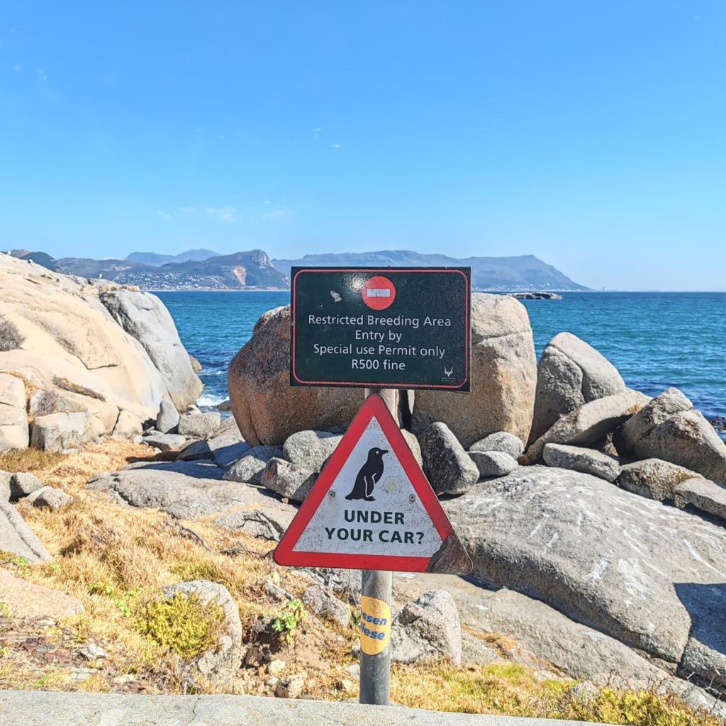 Pingviinivaara, Boulders Beach | Kapkaupunki on Etelä-Afrikan kaunein kaupunkikohde | Elämää Nomadina blogi