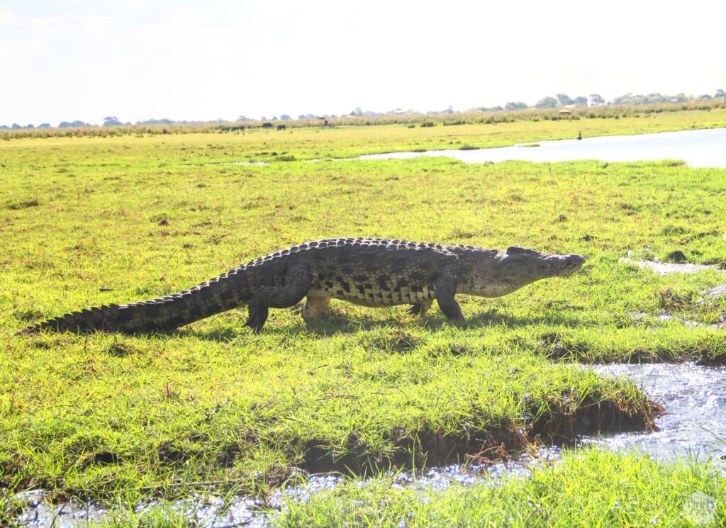 Elämää Nomadina - Venesafari Chobe-joella Botswanassa Niilin krokotiili saaressa | Venesafari Chobe-joella Botswanassa | Elämää Nomadina