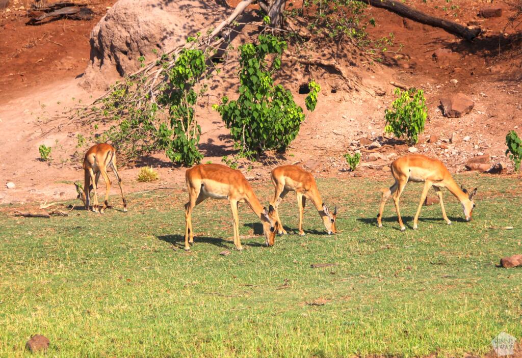 Elämää Nomadina - Venesafari Chobe-joella Botswanassa Impala-antillooppeja | Venesafari Chobe-joella Botswanassa | Elämää Nomadina