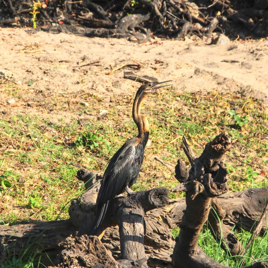 Elämää Nomadina - Venesafari Chobe-joella Botswanassa Pronssi-iibis | Venesafari Chobe-joella Botswanassa | Elämää Nomadina