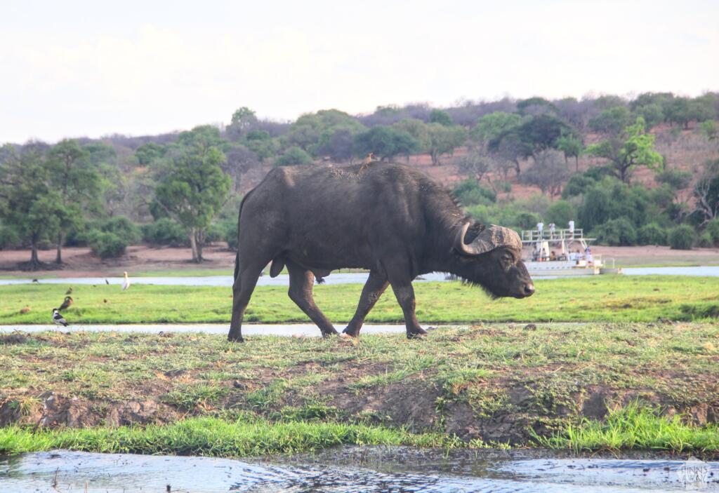 Elämää Nomadina - Venesafari Chobe-joella Botswanassa Puhveli | Venesafari Chobe-joella Botswanassa | Elämää Nomadina