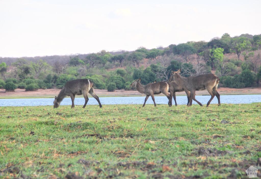 Elämää Nomadina - Venesafari Chobe-joella Botswanassa Antilooppeja saaressa Chobe-joella | Venesafari Chobe-joella Botswanassa | Elämää Nomadina