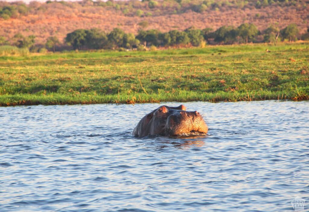 Elämää Nomadina - Venesafari Chobe-joella Botswanassa Virtahevon turpa | Venesafari Chobe-joella Botswanassa | Elämää Nomadina