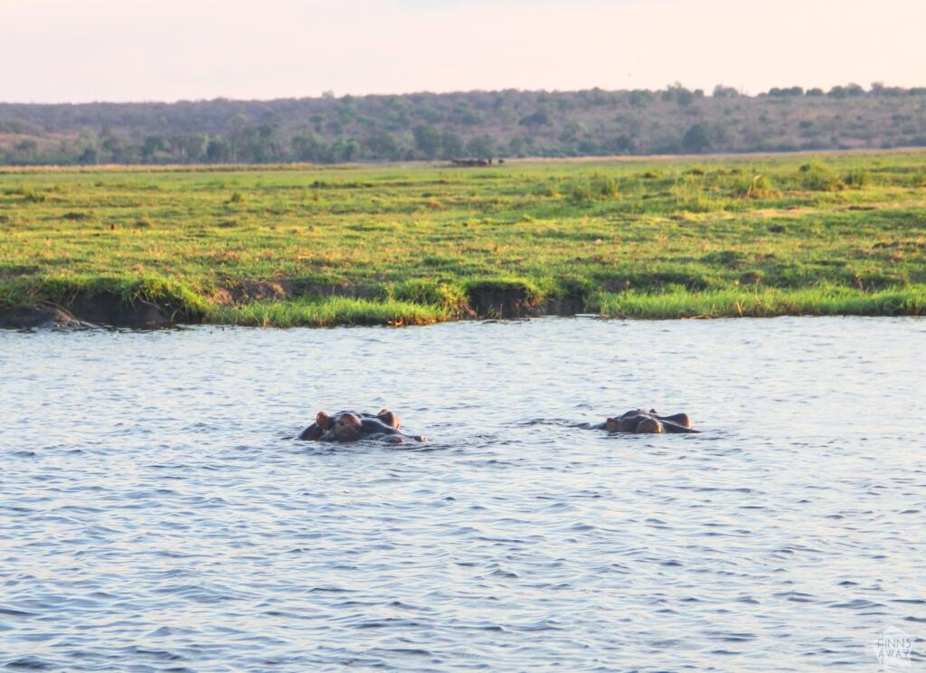 Elämää Nomadina - Venesafari Chobe-joella Botswanassa Virtahepoja joessa | Venesafari Chobe-joella Botswanassa | Elämää Nomadina
