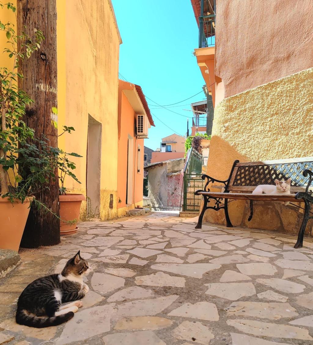 Kissoja Lakonesin kylässä Korfulla | Autolla Euroopassa: Korfu ja Thessaloniki Kreikassa | Elämää Nomadina