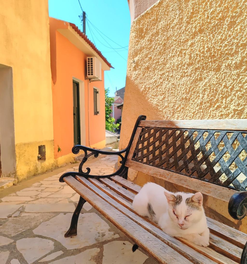 Kissa penkillä Lakonesin kylässä Korfulla | Autolla Euroopassa: Korfu ja Thessaloniki Kreikassa | Elämää Nomadina