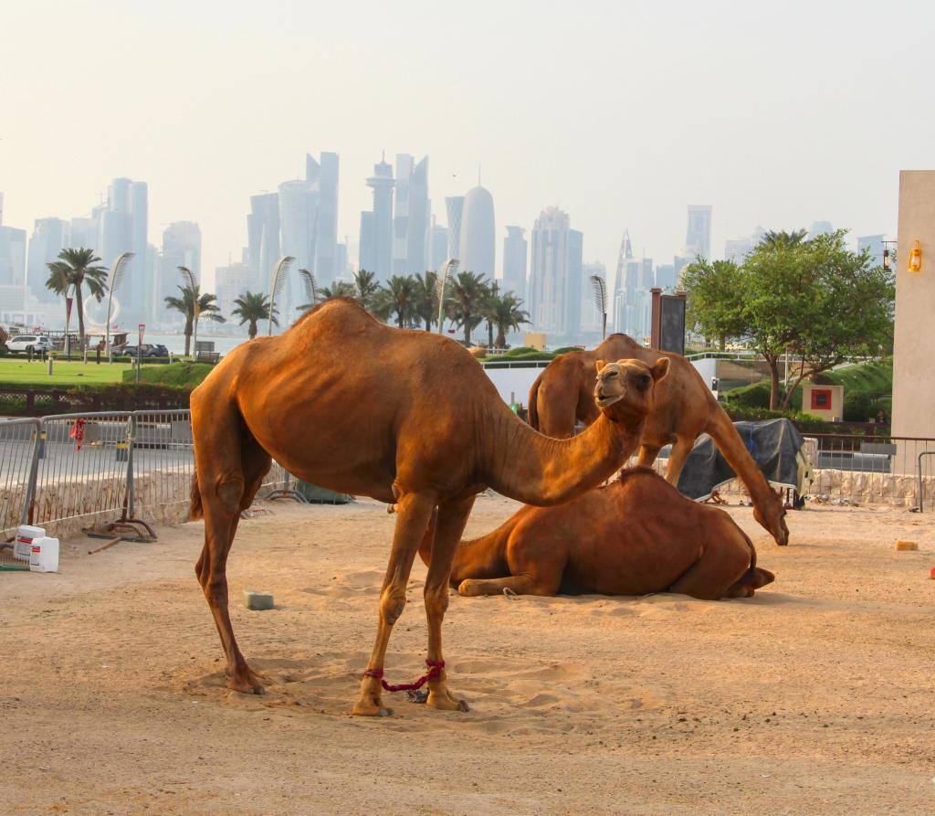 Camels with Doha skyline in background | Dohan stopoverin kautta Nairobiin | Elämää Nomadina blogi