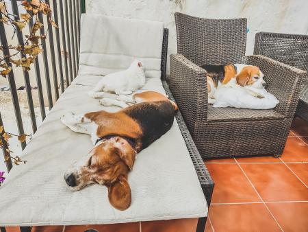 Beaglejen ja kissojen vahtina Espanjassa | Elämää Nomadina