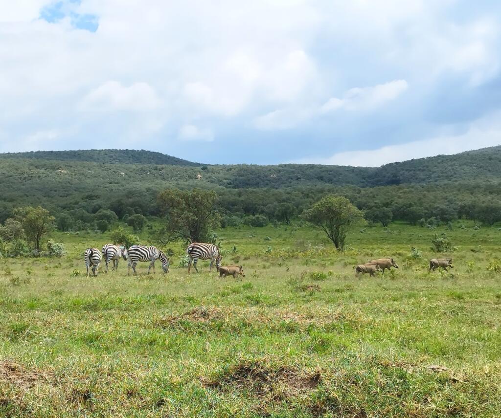 Elämää Nomadina - Luontoseikkailuja Naivashassa Itä-Afrikan hautavajoamassa Seeproja ja pahkasikoja pyöräilyreitin vieressä | Hells Gate National Park | Naivasha, Kenia | Elämää Nomadina