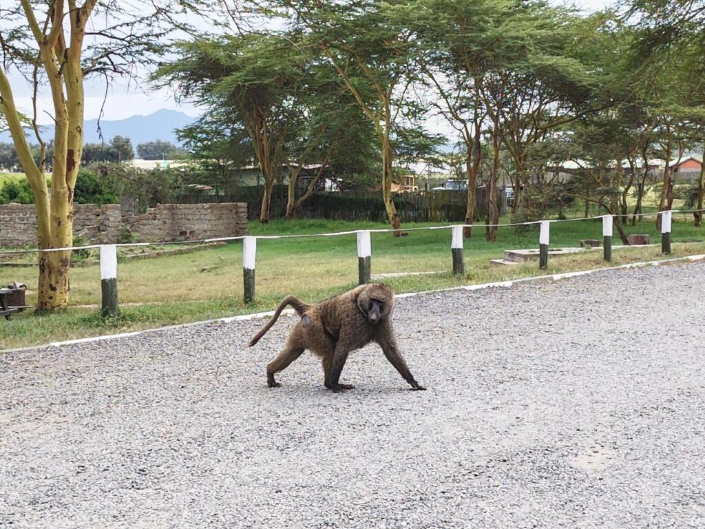 Elämää Nomadina - Luontoseikkailuja Naivashassa Itä-Afrikan hautavajoamassa Paviaani kansallispuiston portilla | Hells Gate National Park | Naivasha, Kenia | Elämää Nomadina