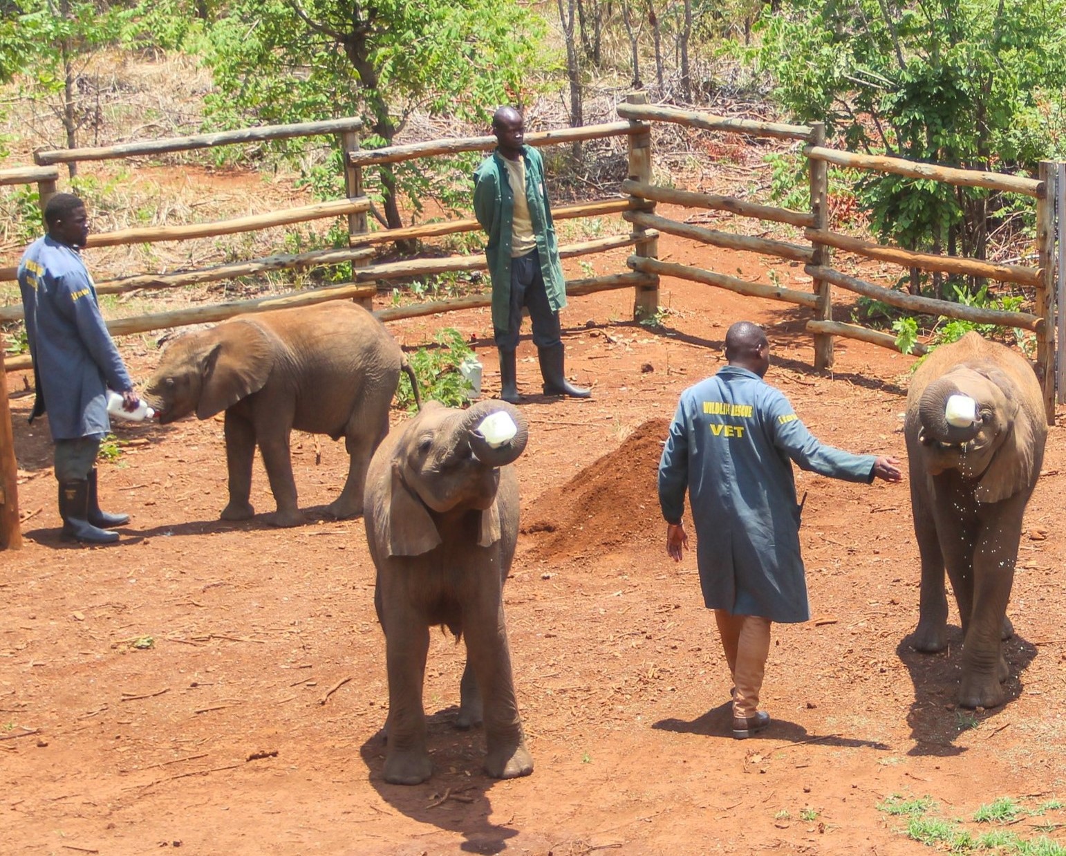 Elämää Nomadina - Norsuvauvoja ja nomadielämää Sambiassa Norsujen orpokoti Lusakassa | Norsuvauvoja ja nomadielämää Sambiassa | Elämää Nomadina