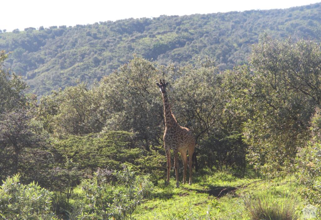 Elämää Nomadina - Luontoseikkailuja Naivashassa Itä-Afrikan hautavajoamassa Kirahvi patikkapolun vieressä | Mount Longonot National Park | Naivasha, Kenia | Elämää Nomadina