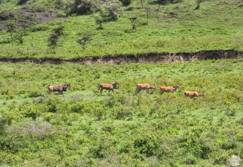 Elämää Nomadina - Luontoseikkailuja Naivashassa Itä-Afrikan hautavajoamassa HIrviantilooppeja patikkapolun vieressä | Mount Longonot National Park | Naivasha, Kenia | Elämää Nomadina