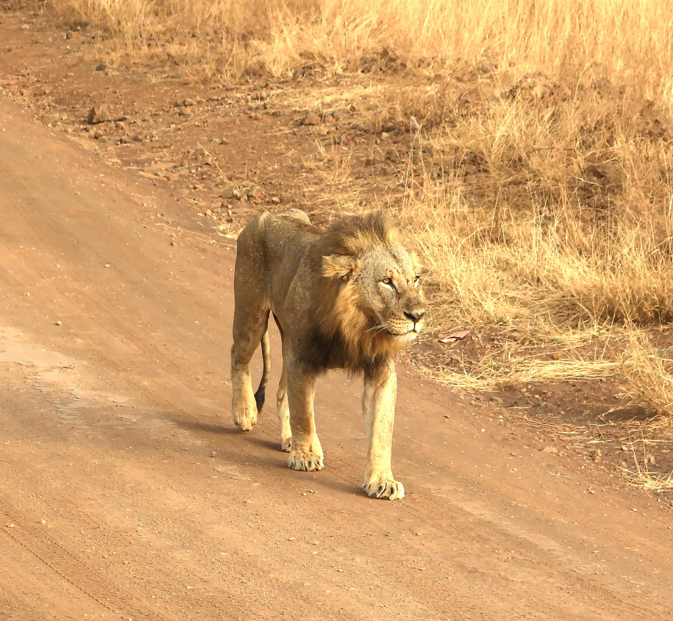 Urosleijona | Nairobin kansallispuisto | Elämää Nomadina