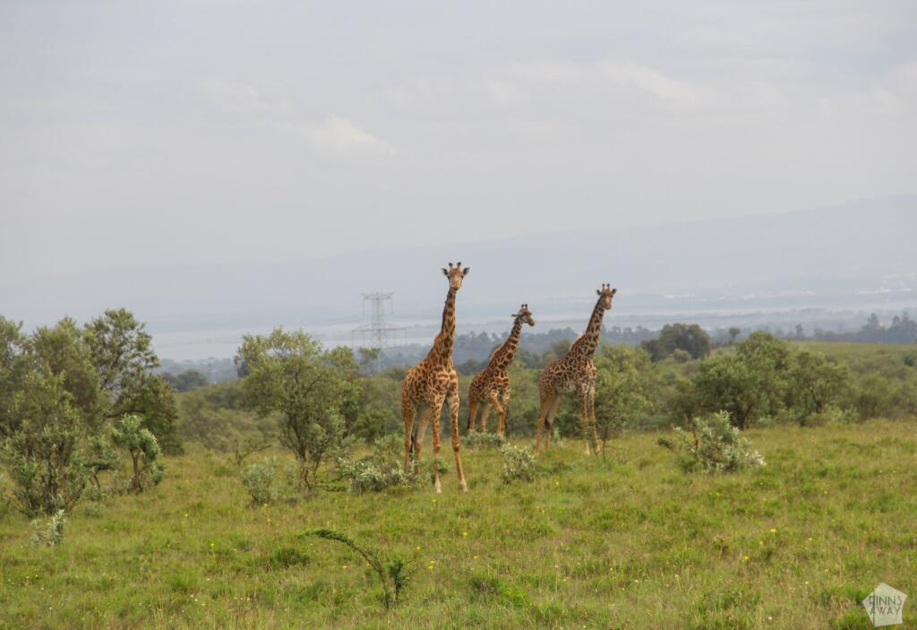 Elämää Nomadina - Luontoseikkailuja Naivashassa Itä-Afrikan hautavajoamassa Kirahveja polkupyöräsafarilla nähtynä | Hells Gate National Park | Naivasha, Kenia | Elämää Nomadina
