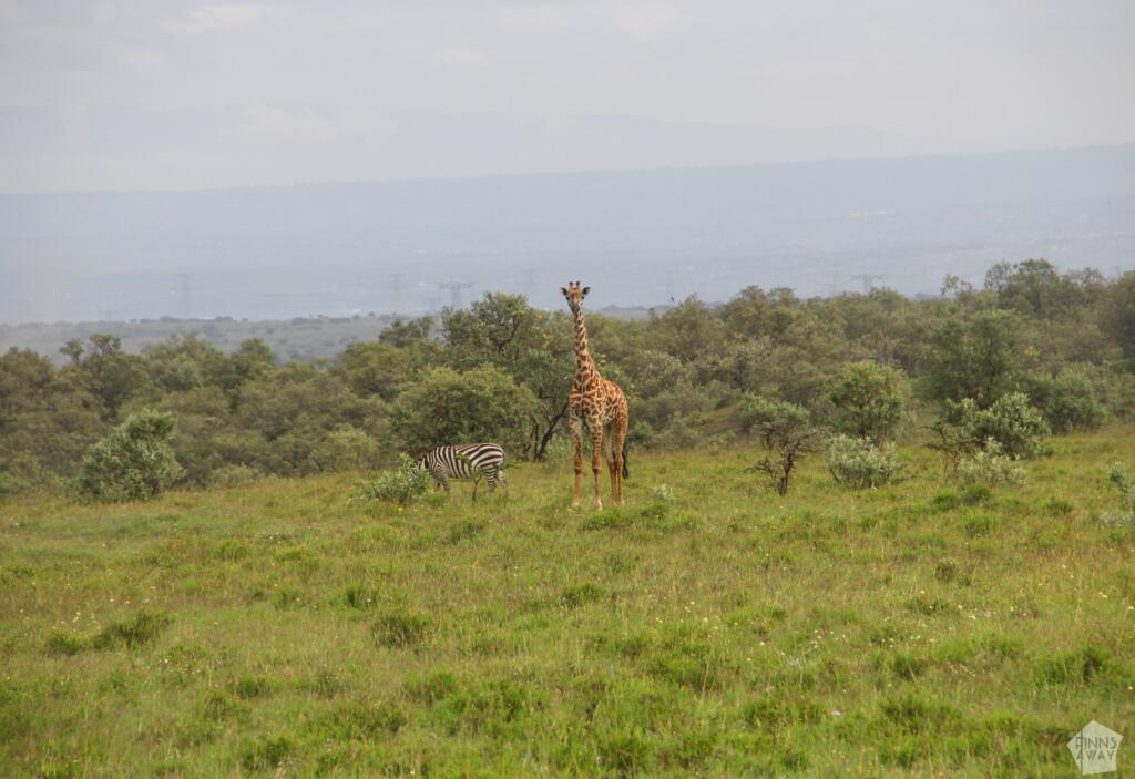 Elämää Nomadina - Luontoseikkailuja Naivashassa Itä-Afrikan hautavajoamassa Kirahvi ja seepra polkupyöräsafarin varrella | Hells Gate National Park | Naivasha, Kenia | Elämää Nomadina