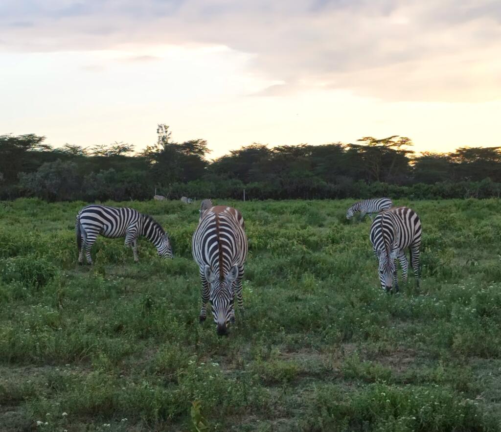 Elämää Nomadina - Luontoseikkailuja Naivashassa Itä-Afrikan hautavajoamassa Seeproja järven rannassa | Naivasha-järvi, Kenia | Elämää Nomadina