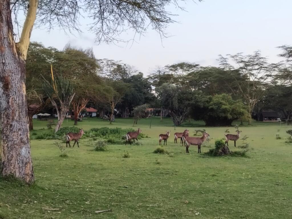 Elämää Nomadina - Luontoseikkailuja Naivashassa Itä-Afrikan hautavajoamassa Antilooppeja Lake Naivasha Country Clubilla | Naivasha-järvi, Kenia | Elämää Nomadina