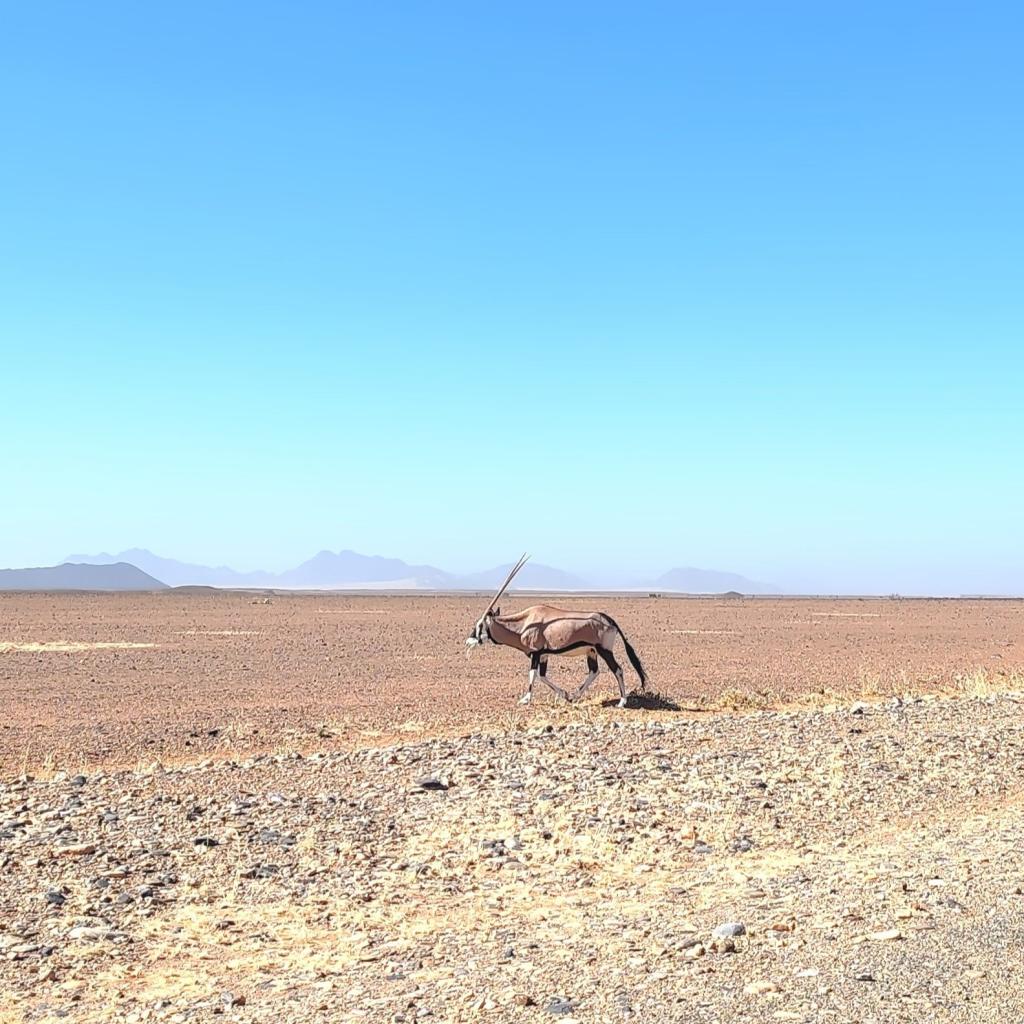 Elämää Nomadina - Road trip Namibiassa vei aavikolle ja rannikkomaisemiin Keihäsantilooppi Namib-Naukluftissa | Road trip Namibiassa | Elämää Nomadina blogi