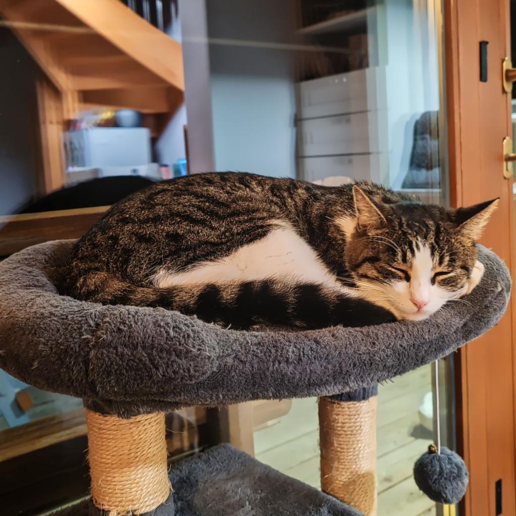 Elämää Nomadina - Syksyinen road trip Romaniasta Slovenian kautta Ranskaan Kissavahtihommia | Syksyinen pakumatka halki Euroopan | Elämää Nomadina