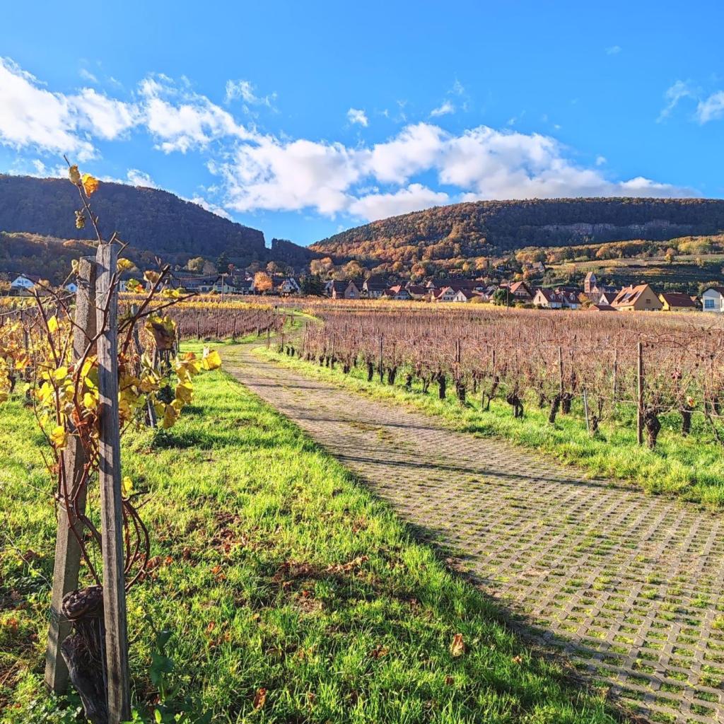 Elämää Nomadina - Syksyinen road trip Romaniasta Slovenian kautta Ranskaan Syysmaisema Ranskan Alsacessa | Syksyinen pakumatka halki Euroopan | Elämää Nomadina