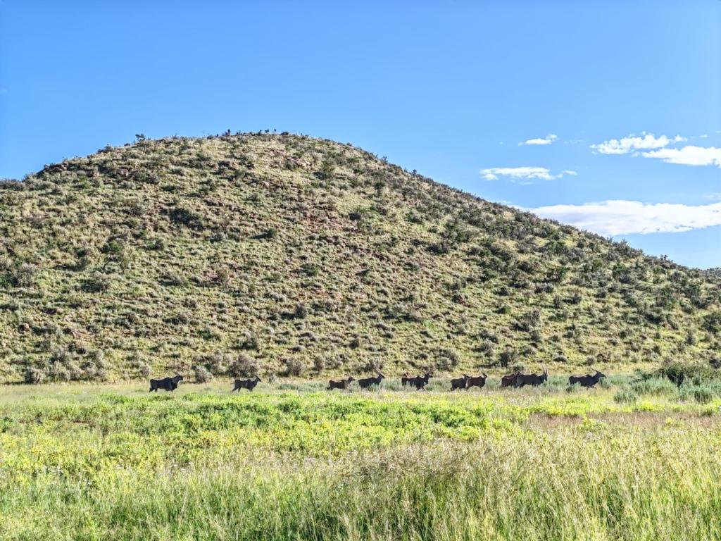 Antilooppeja Regensteinin luonnopuistossa | Nomadina Namibian Windhoekissa | Elämää Nomadina