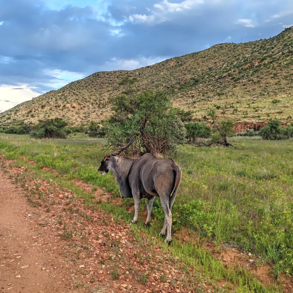 Hirviantilooppi (eland) Regensteinin luonnopuistossa | Nomadina Namibian Windhoekissa | Elämää Nomadina