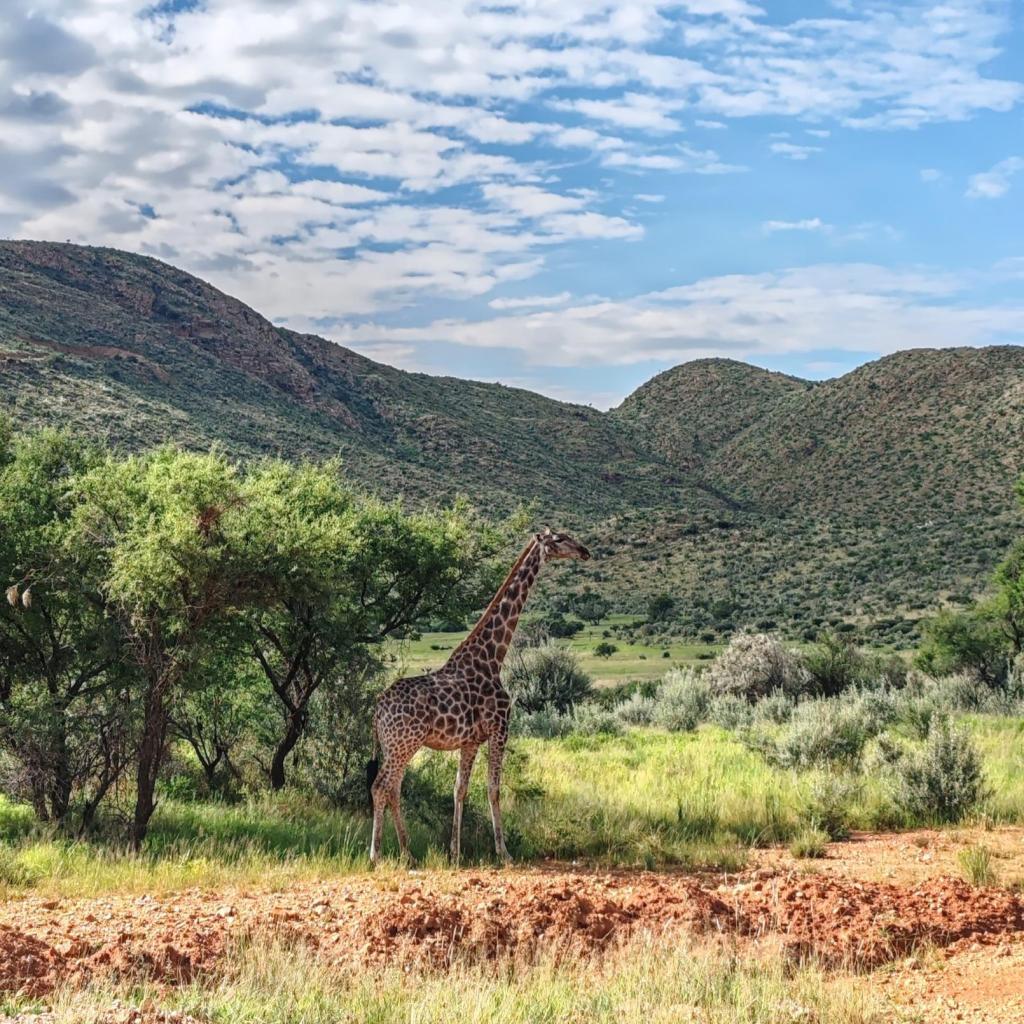 Kirahvi Regensteinin luonnopuistossa | Nomadina Namibian Windhoekissa | Elämää Nomadina