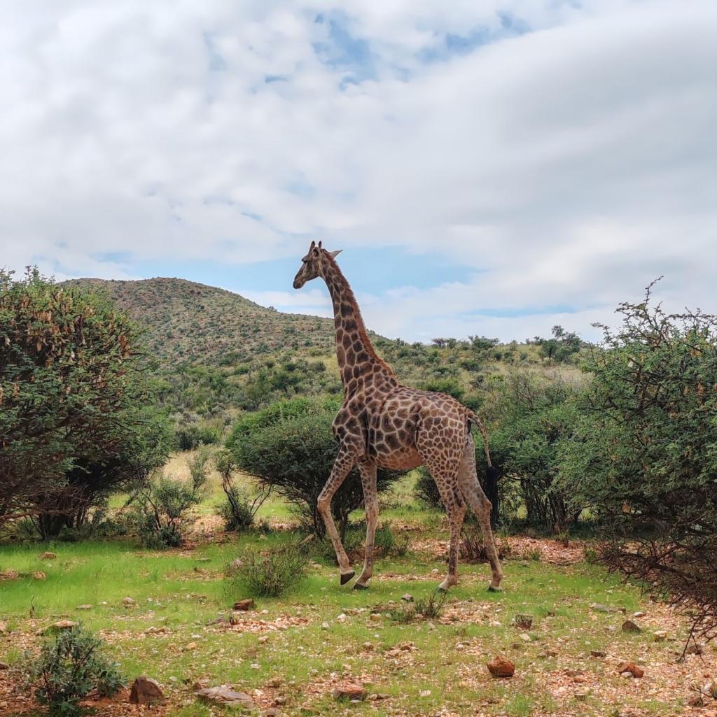 Kirahvi Regensteinin luonnopuistossa | Nomadina Namibian Windhoekissa | Elämää Nomadina