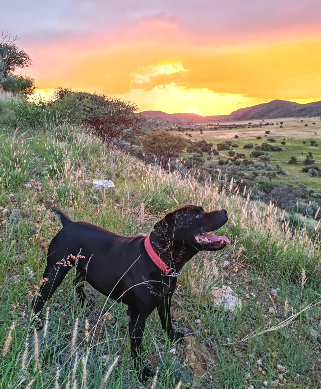 Koira auringonlaskussa Regensteinin luonnopuistossa | Nomadina Namibian Windhoekissa | Elämää Nomadina