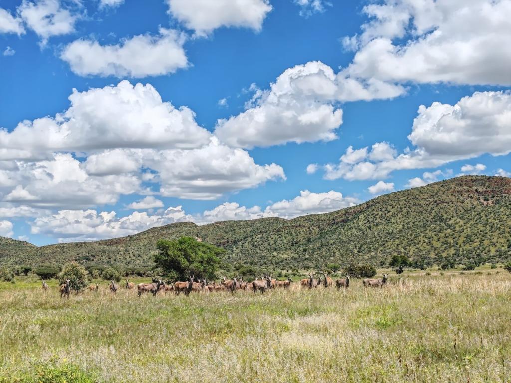 Antilooppeja Regensteinin luonnopuistossa | Nomadina Namibian Windhoekissa | Elämää Nomadina
