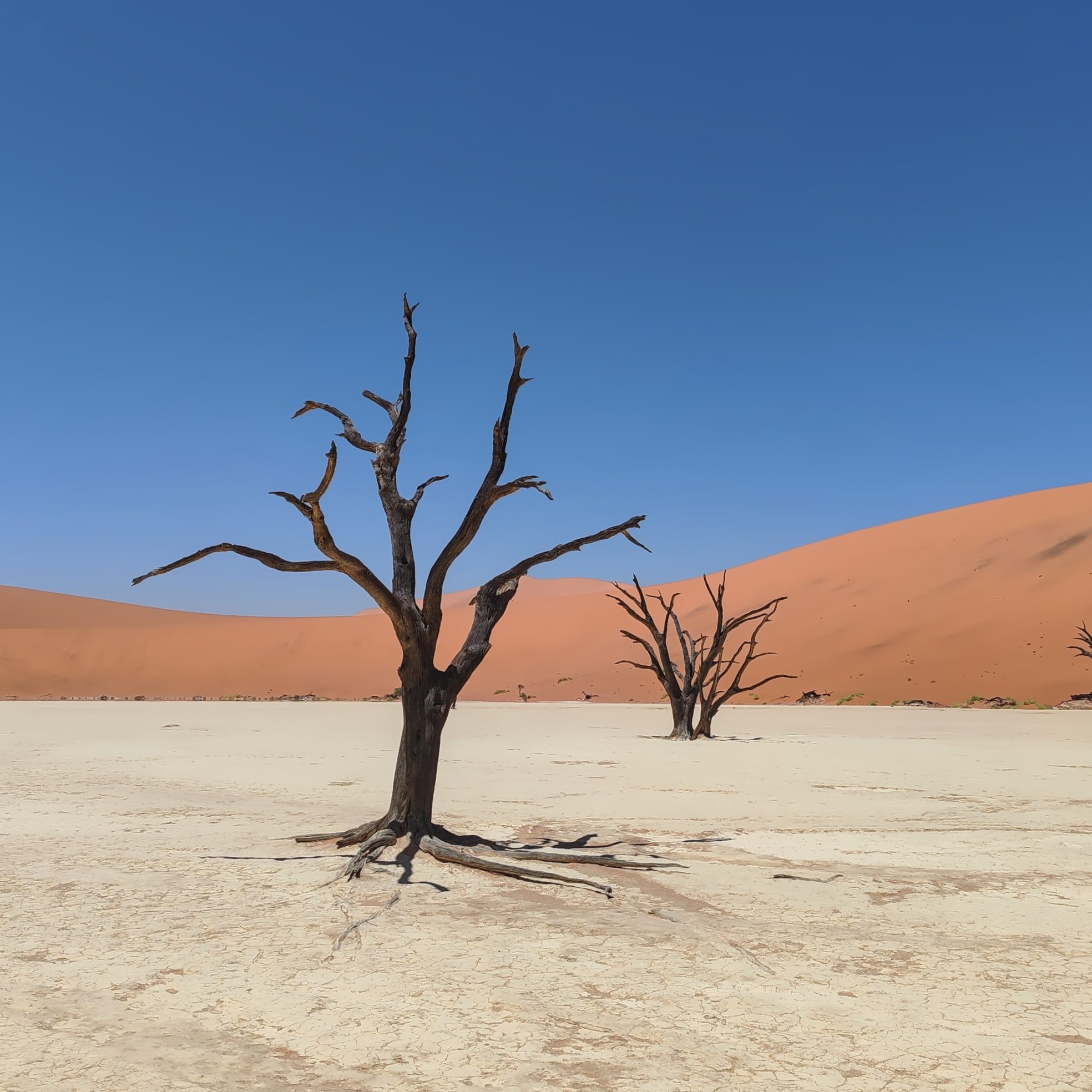 Pystyyn kuolleita puita Deadvleissa | Road trip Namibiassa | Elämää Nomadina blogi