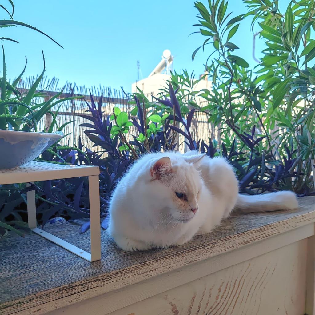 Kissa päivälevolla | Autolla Euroopassa: Korfu ja Thessaloniki Kreikassa | Elämää Nomadina