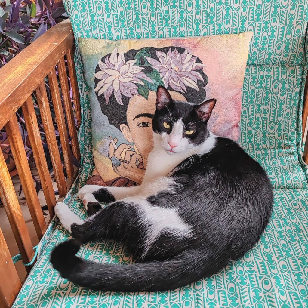 Kissa tuolilla | Autolla Euroopassa: Korfu ja Thessaloniki Kreikassa | Elämää Nomadina