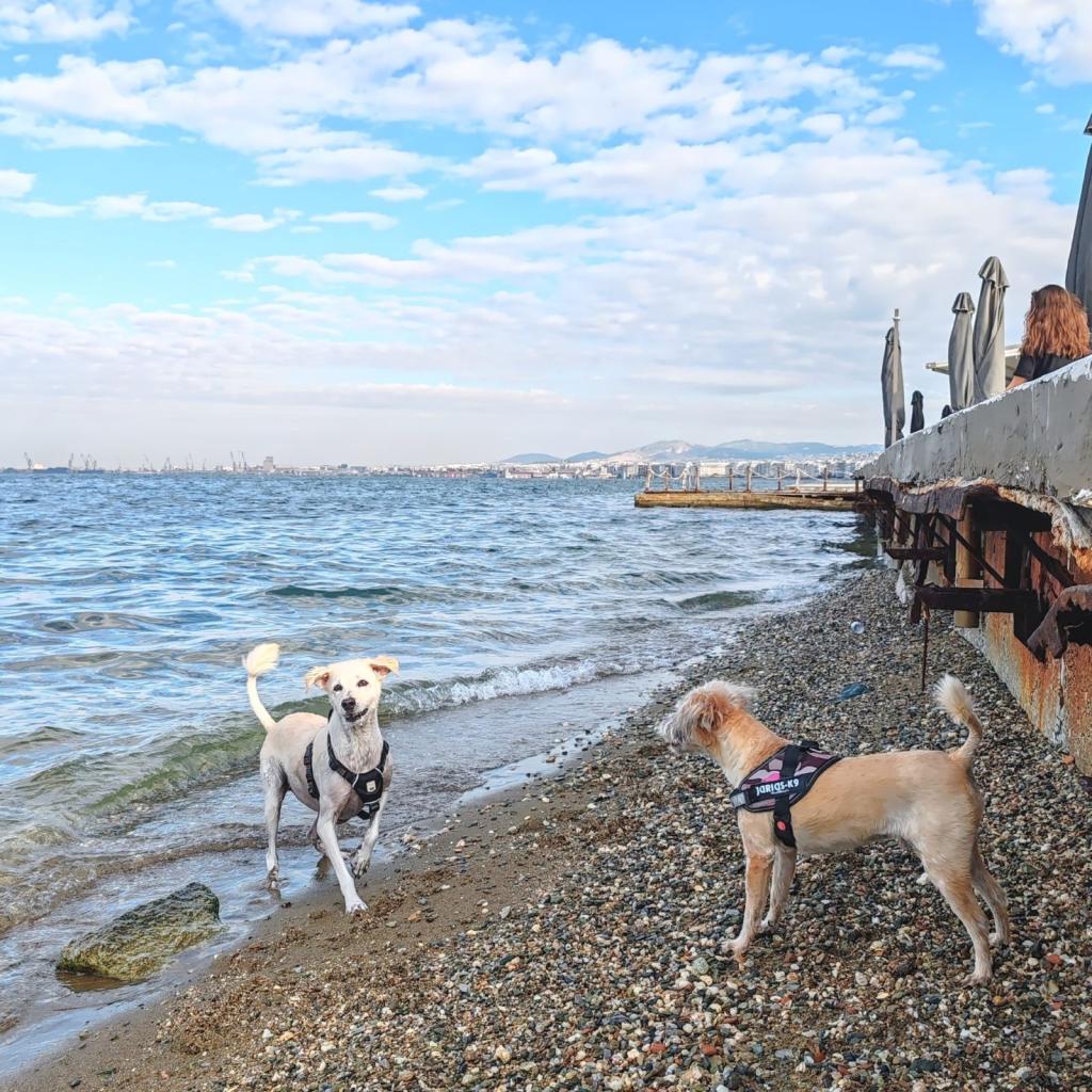 Koirat uimassa | Autolla Euroopassa: Korfu ja Thessaloniki Kreikassa | Elämää Nomadina