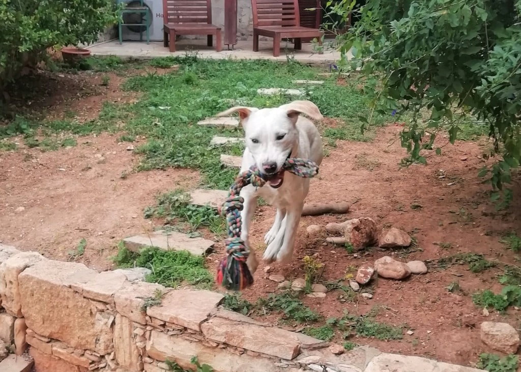 Koiravahtina Kyproksella | Elämää Nomadina