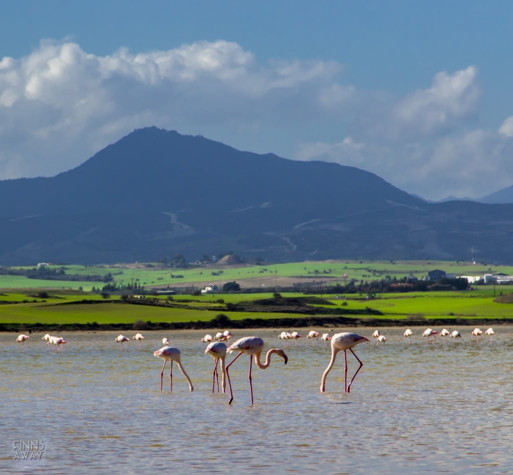 Larnakan suolajärvi ja flamingot | Kypros | Elämää Nomadina blogi