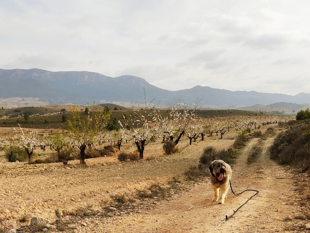 Koiralenkillä Velez-Rubiossa | Andalusia, Espanja