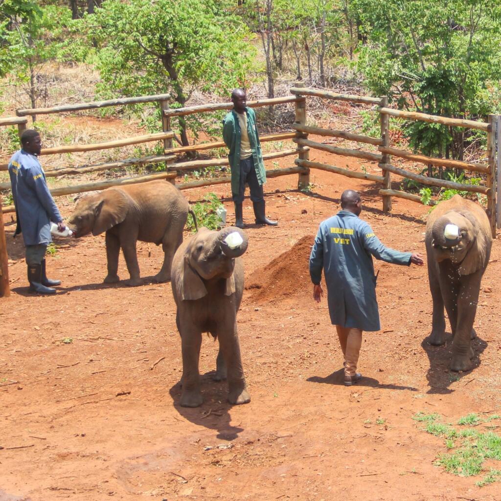 Elämää Nomadina - Vuosikooste 2023 – seikkailuja Euroopassa ja Itä-Afrikassa Lusaka Elephant Orphanage Zambia - FinnsAway